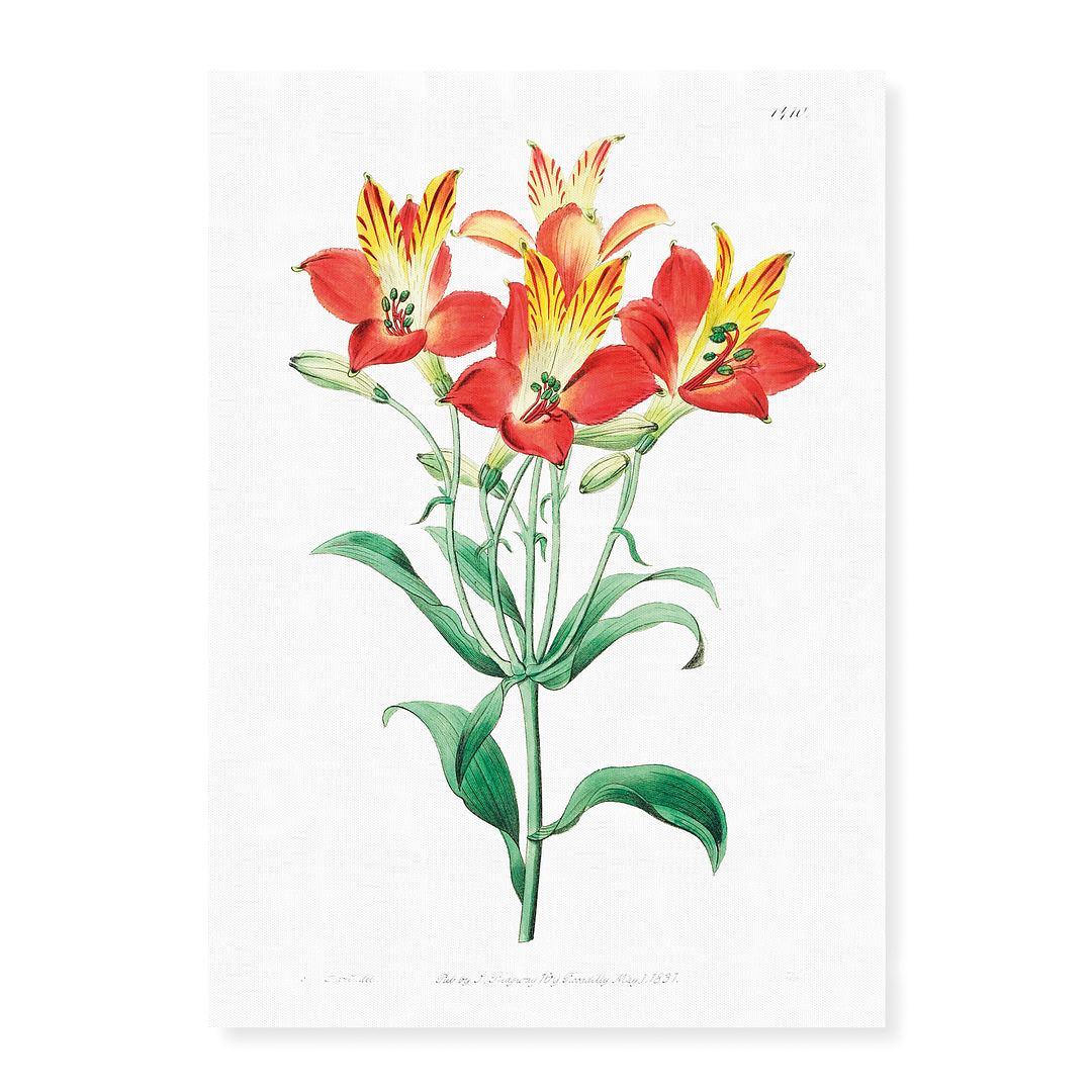 red speckled-flowered Alstromeria  - Art Print