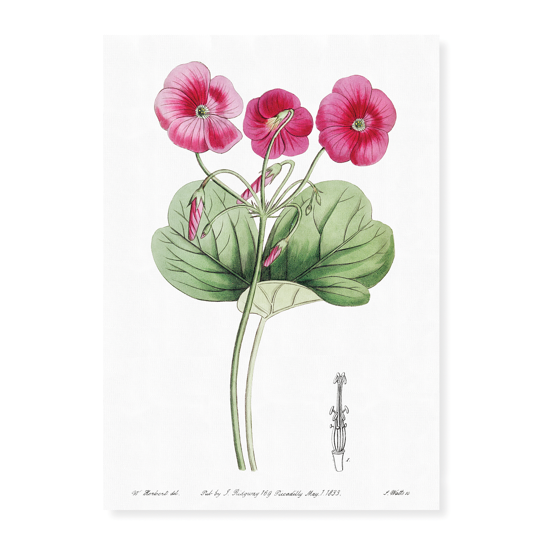 Bowie's oxalis - Art Print