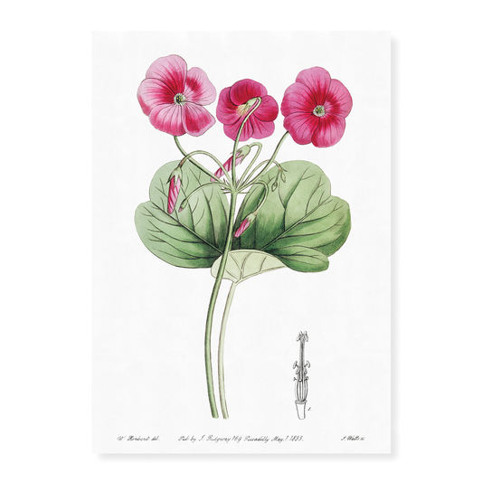 Bowie's oxalis - Art Print