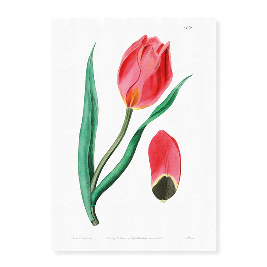 The Early Sun's Eye Tulip - Art Print