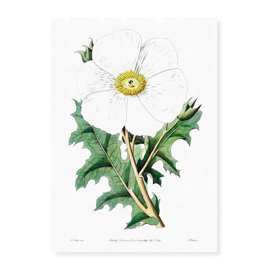 Large-flowered Mexican poppy - Art Print