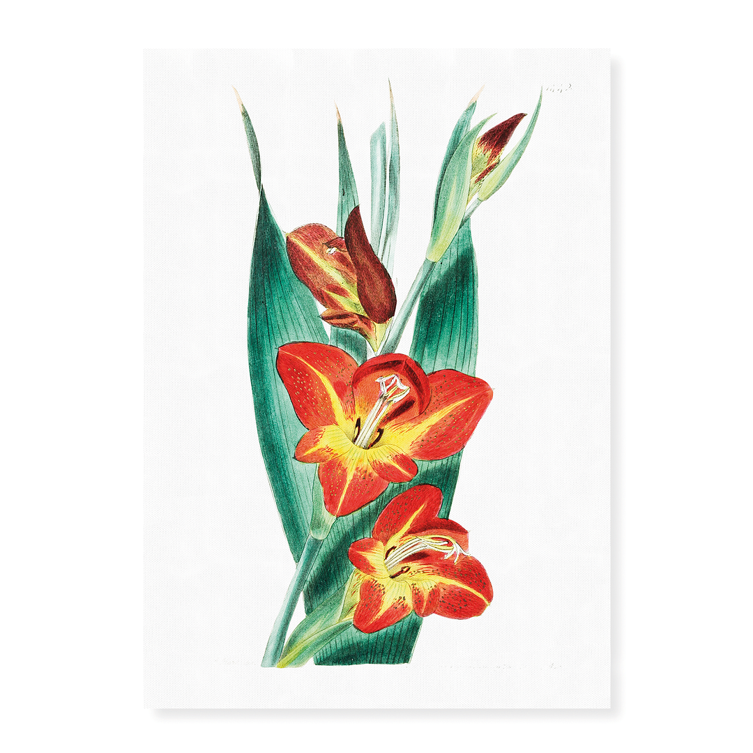 The parrot gladiole - Art Print