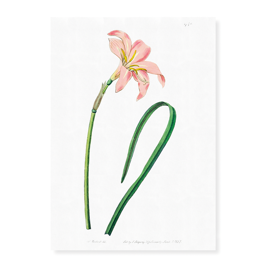 Spofforth Zephyranthes - Art Print