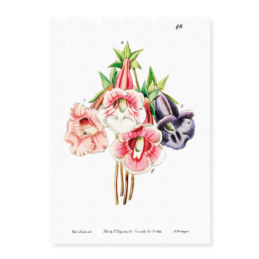 Gloxinia flower varieties - Art Print