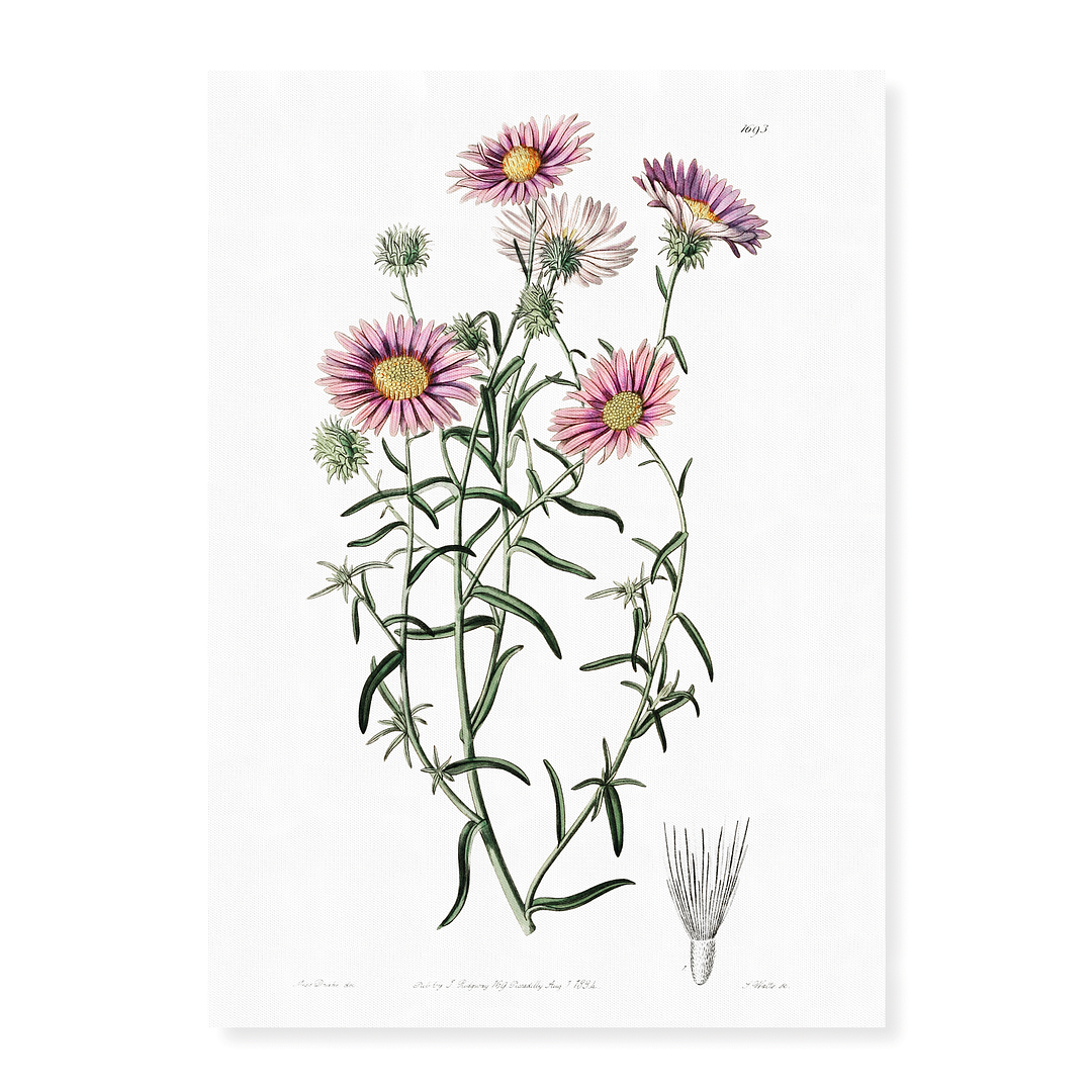 Hoary diplopappus - Art Print