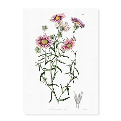 Hoary diplopappus - Art Print