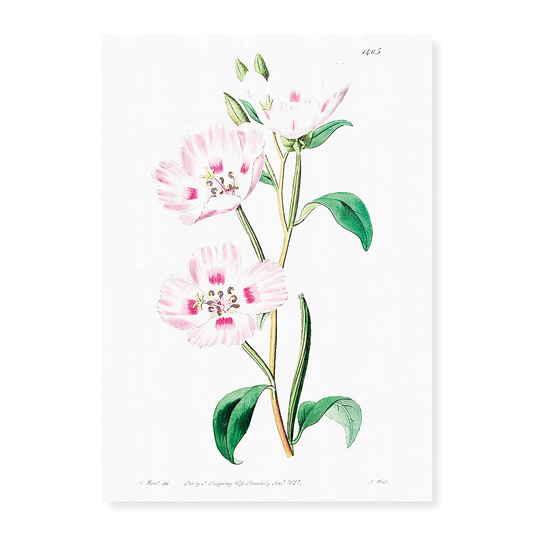 The spotted blush - Art Print