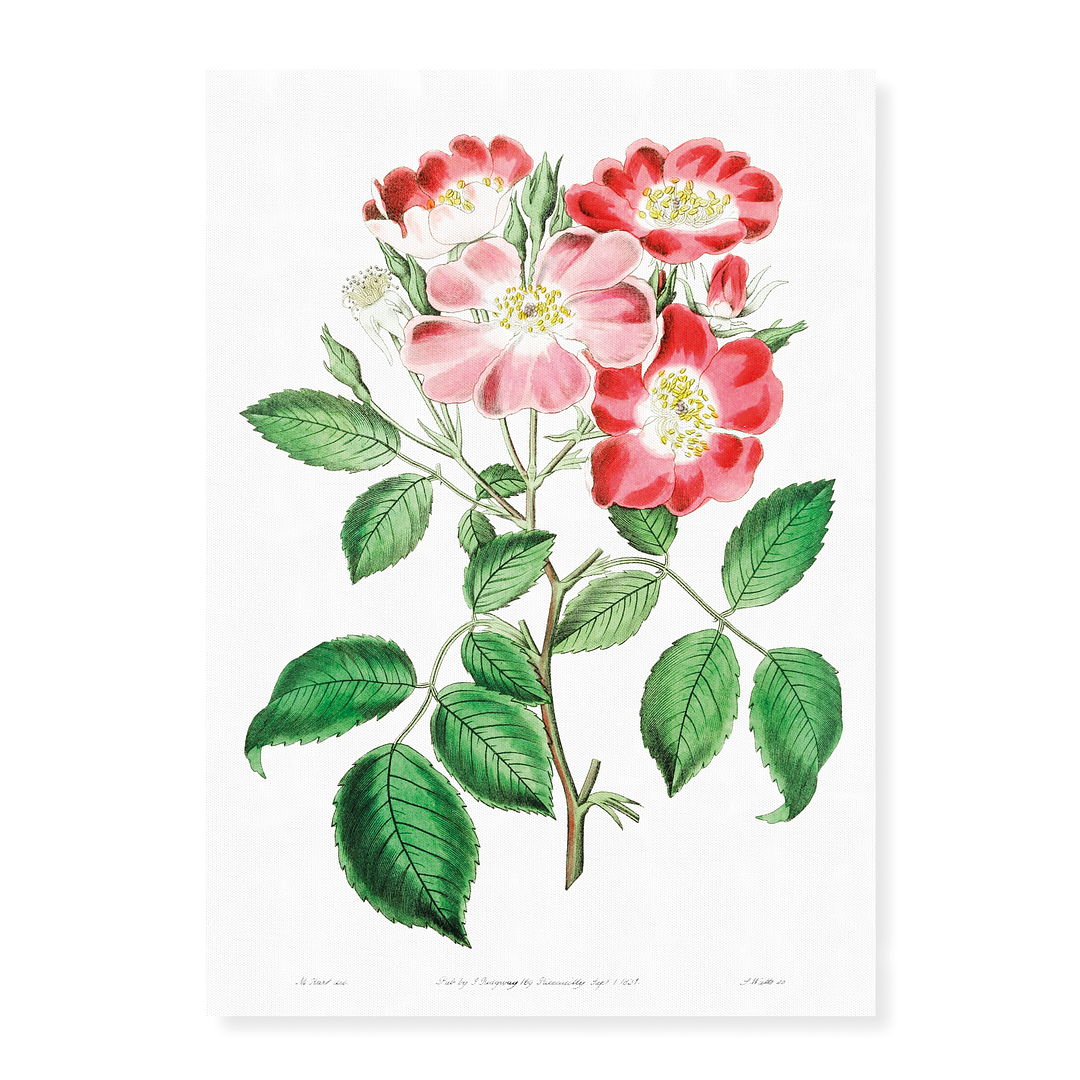 Rose clare - Art Print