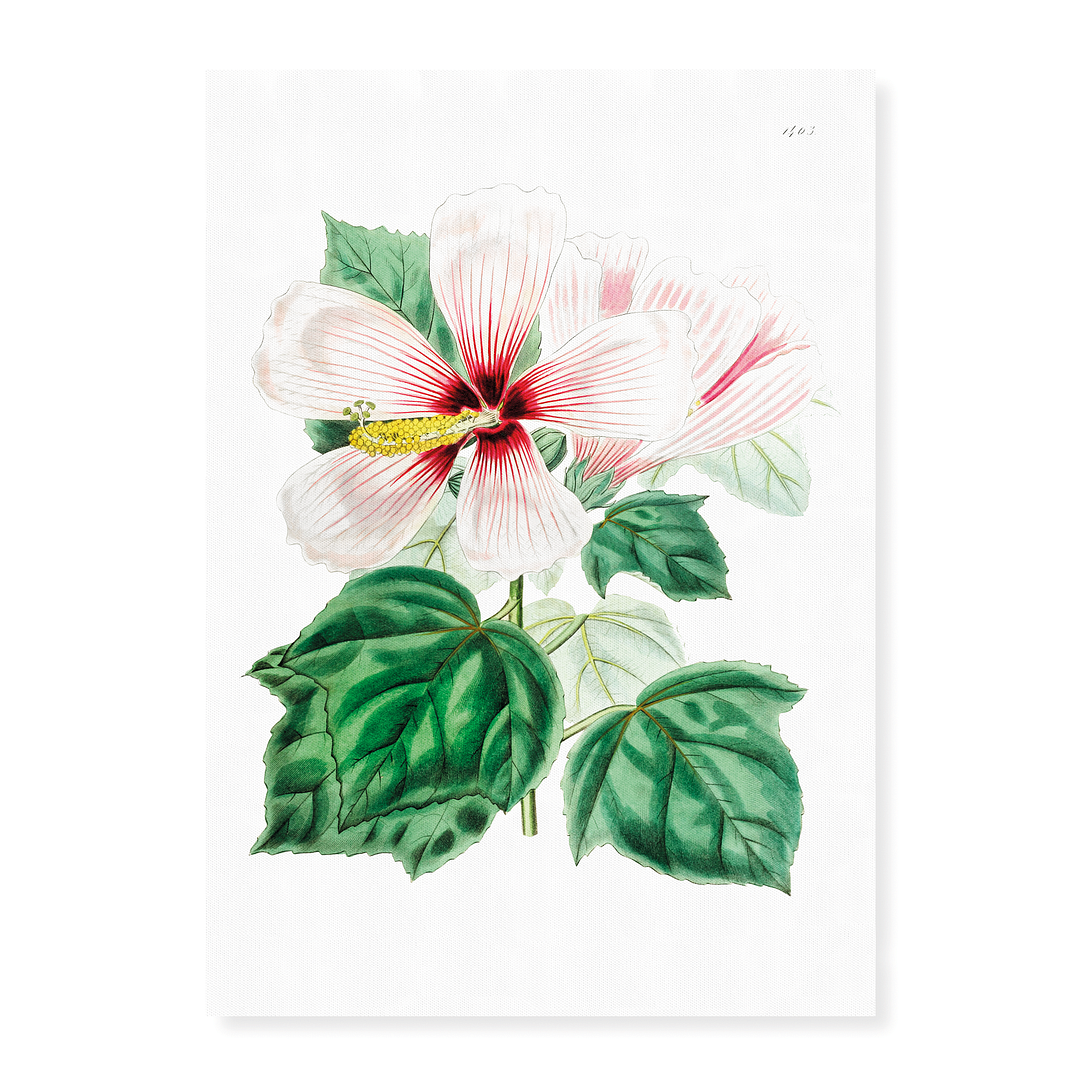 Marsh hibiscus - Art Print