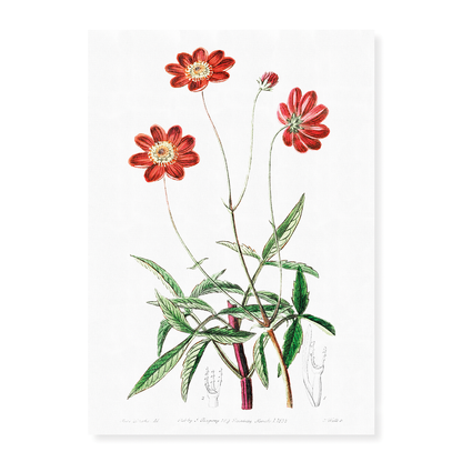 Scabious-like cosmos - Art Print