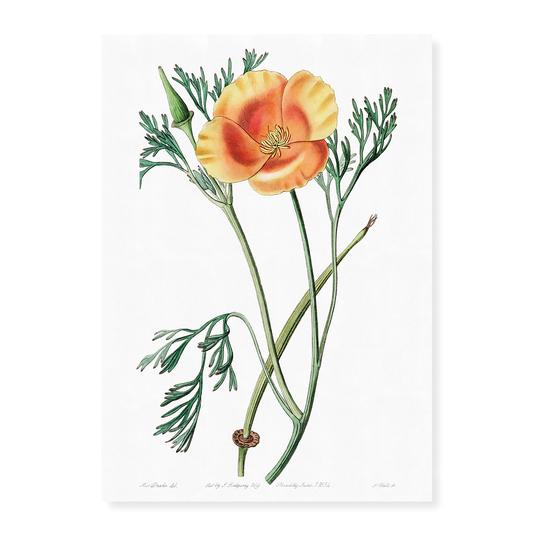 Saffron colored eschscholzia - Art Print