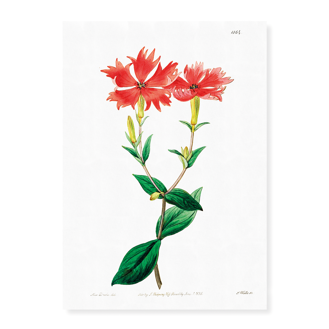 Bunge's lychnis flowers - Art Print