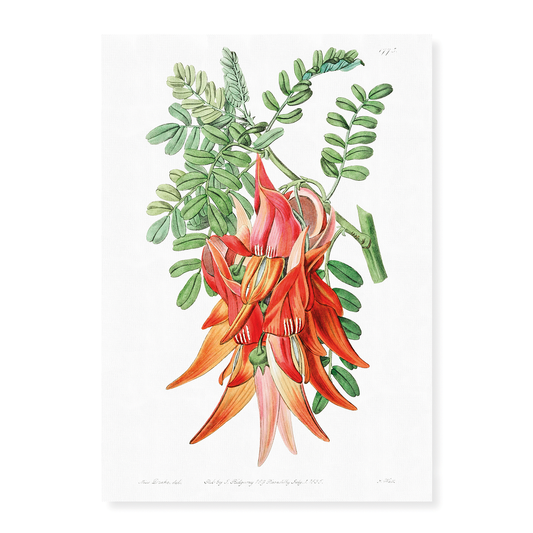 Crimson glory pea - Art Print