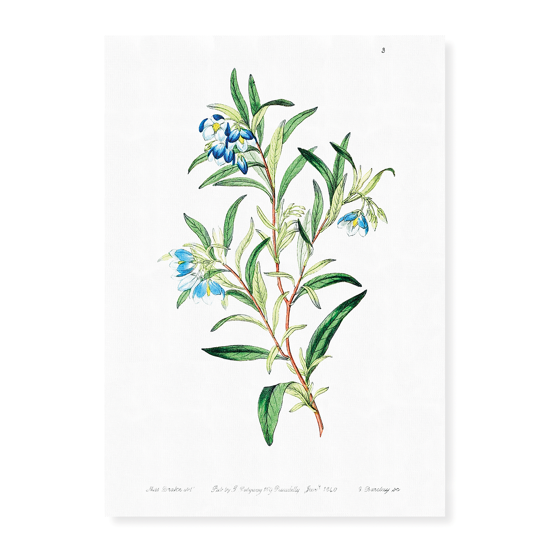 Narrow leaved sollya - Art Print