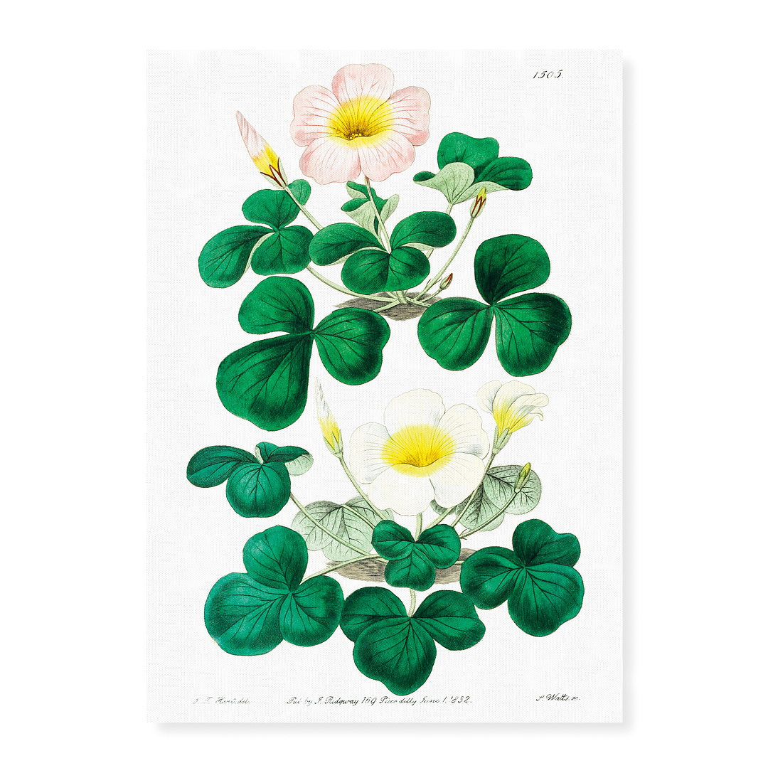 Variable oxalis  - Art Print