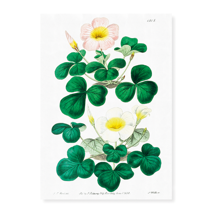 Variable oxalis  - Art Print