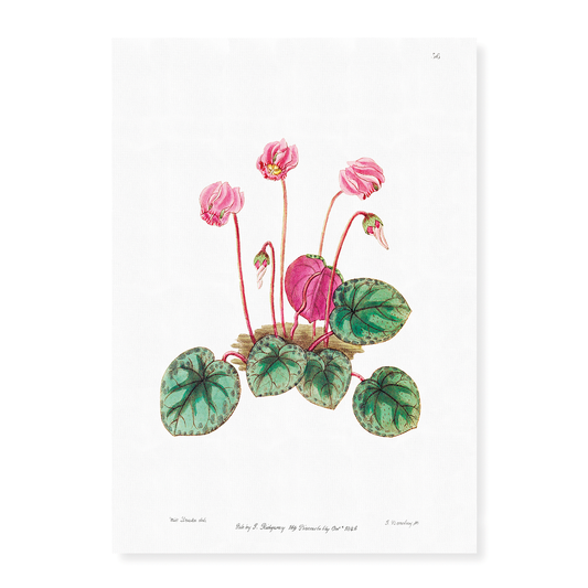 Shore cyclamen - Art Print