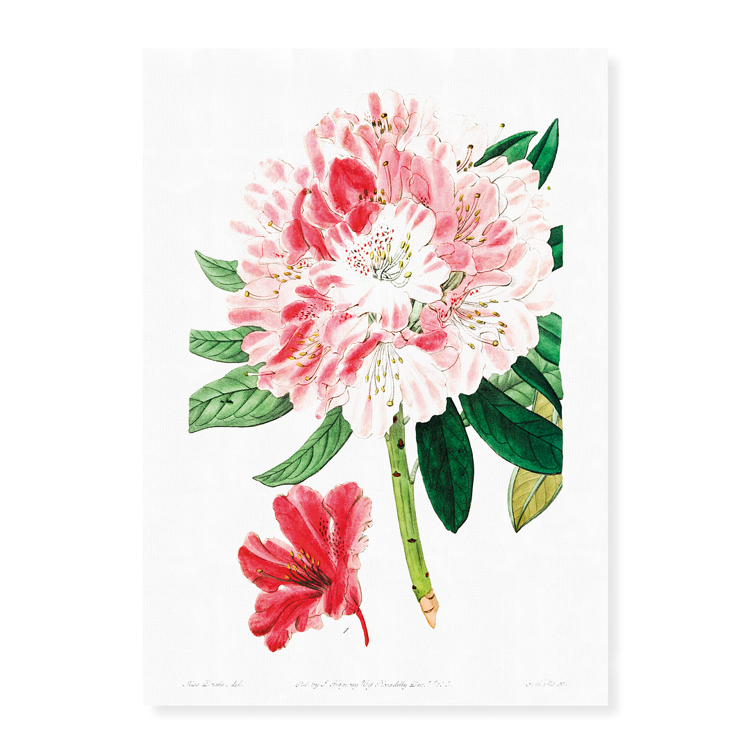 The lovely rhododendron - Art Print