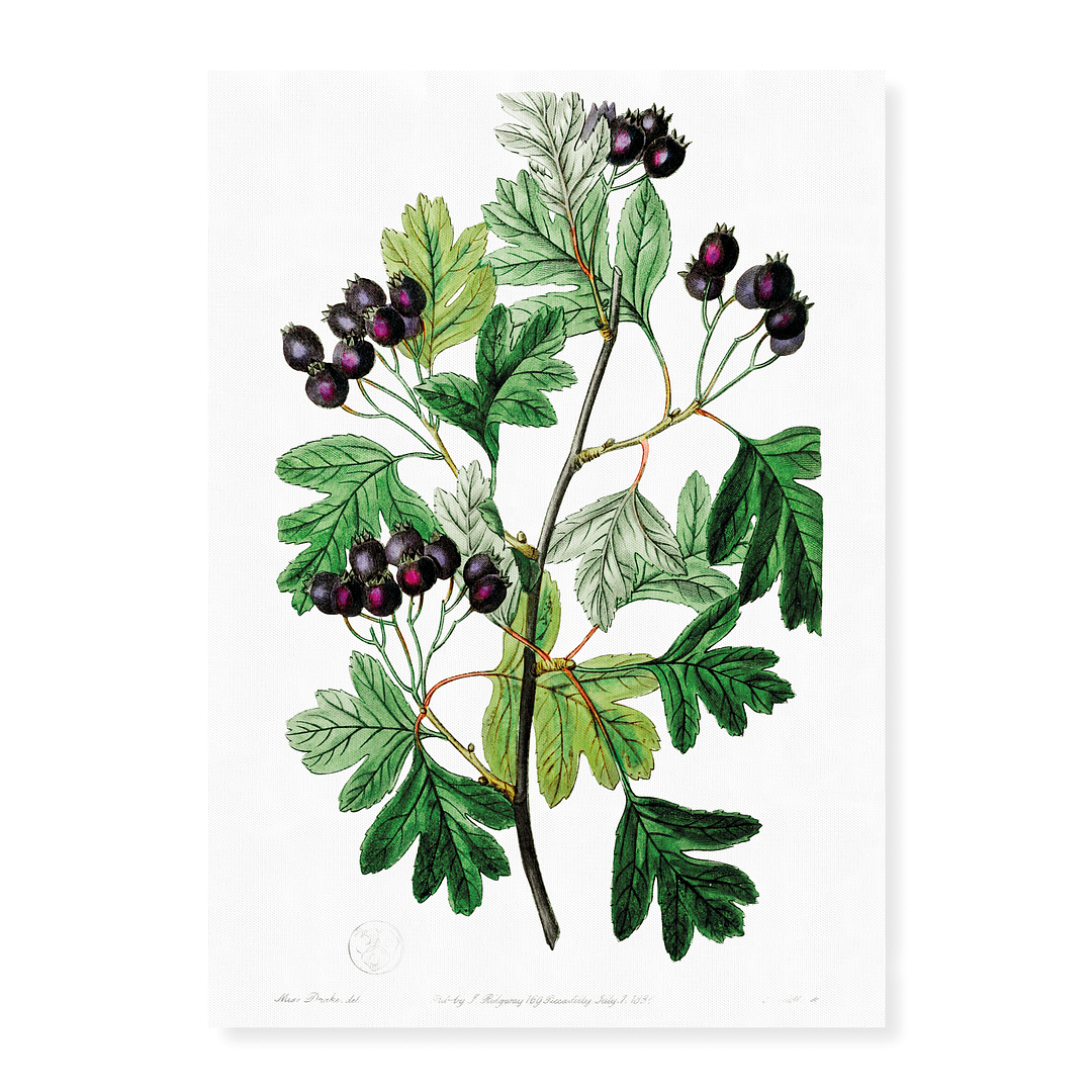 Broad-leaved thorn - Art Print