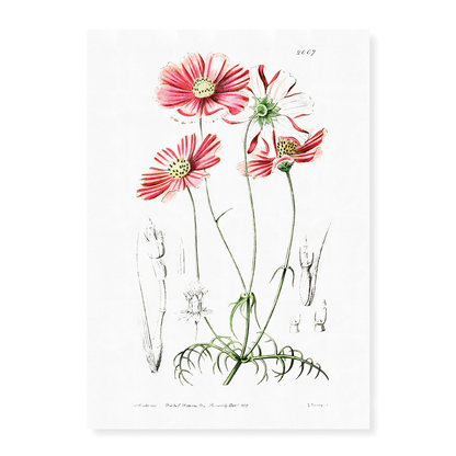 Fine-leaved cosmus - Art Print