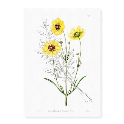 Perennial dyer's coreopsis - Art Print