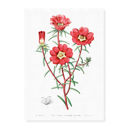 Portulaca splendens - Art Print