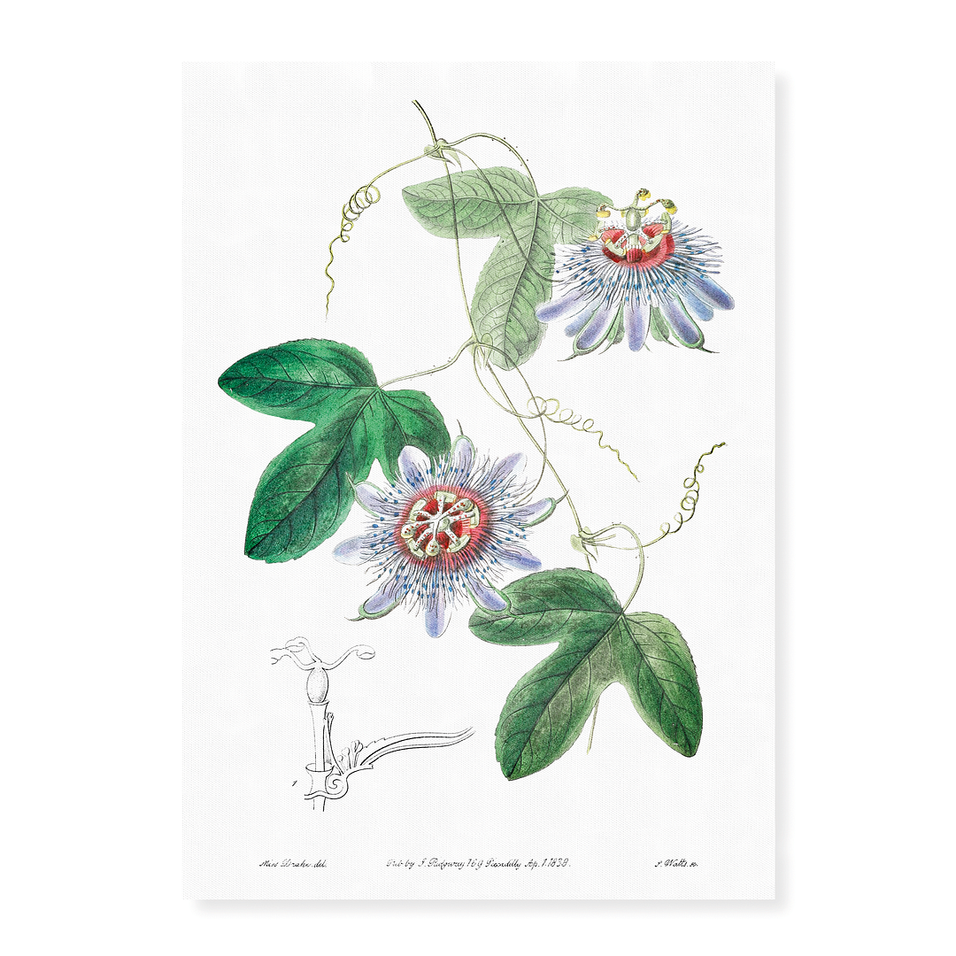 Lieut. sullivan's passion-flower - Art Print