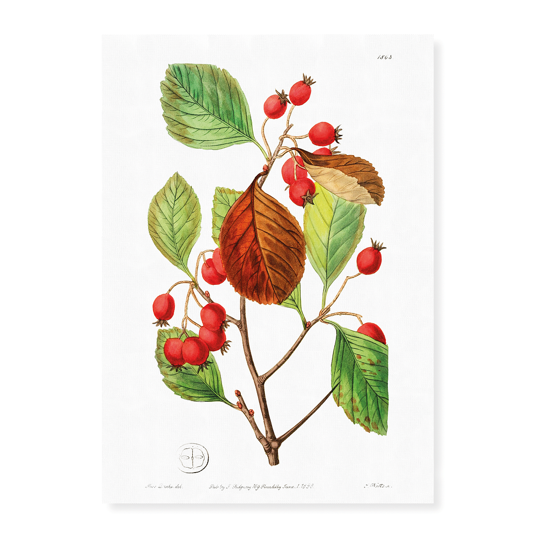 Plum leaved thorn - Art Print