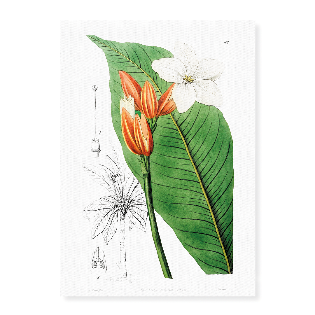 Brasilian red-coat - Art Print