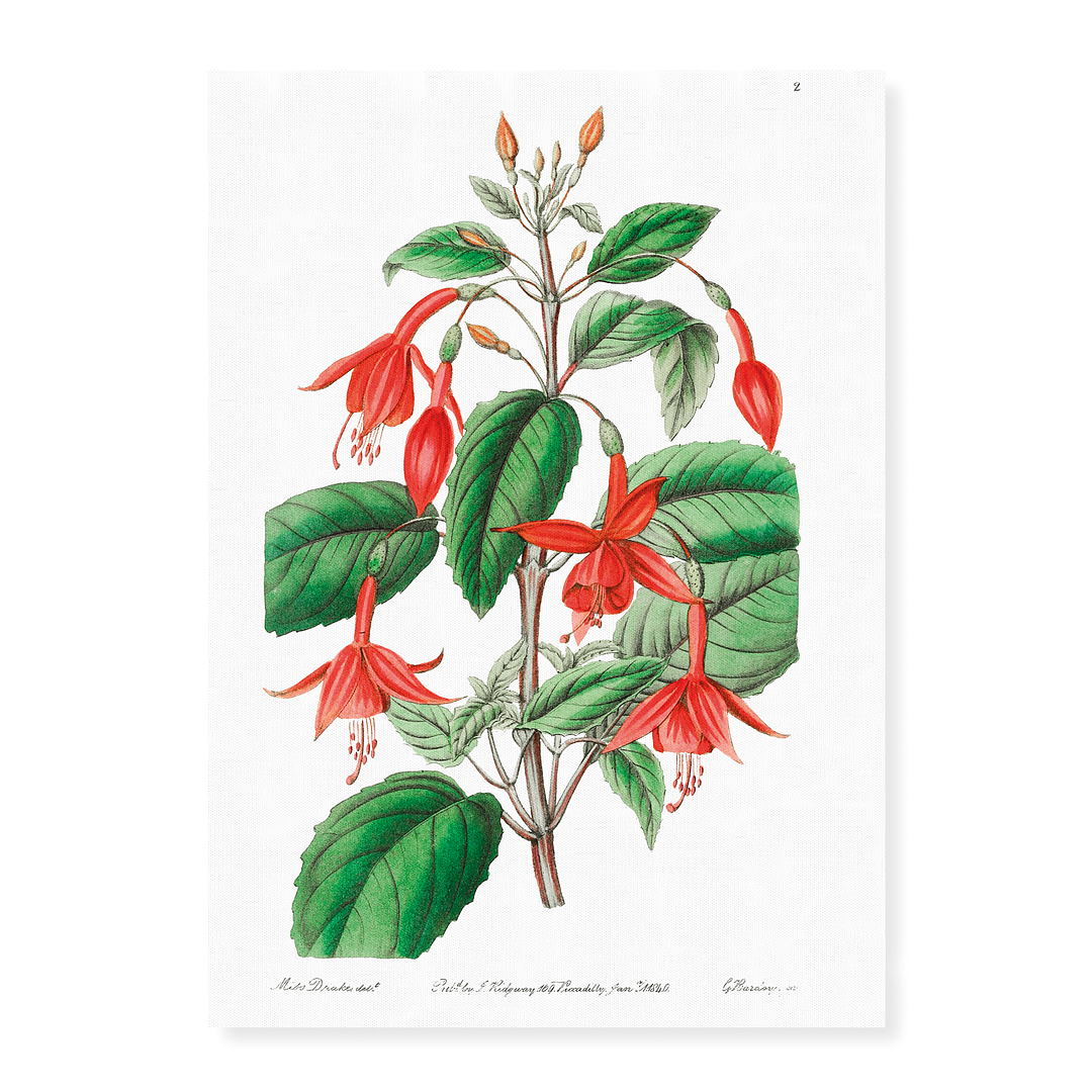 Standish's fuchsia - Art Print