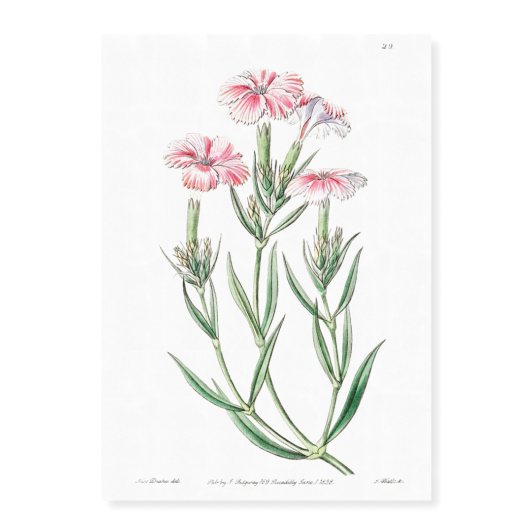 Prince Bisignano's tree pink - Art Print