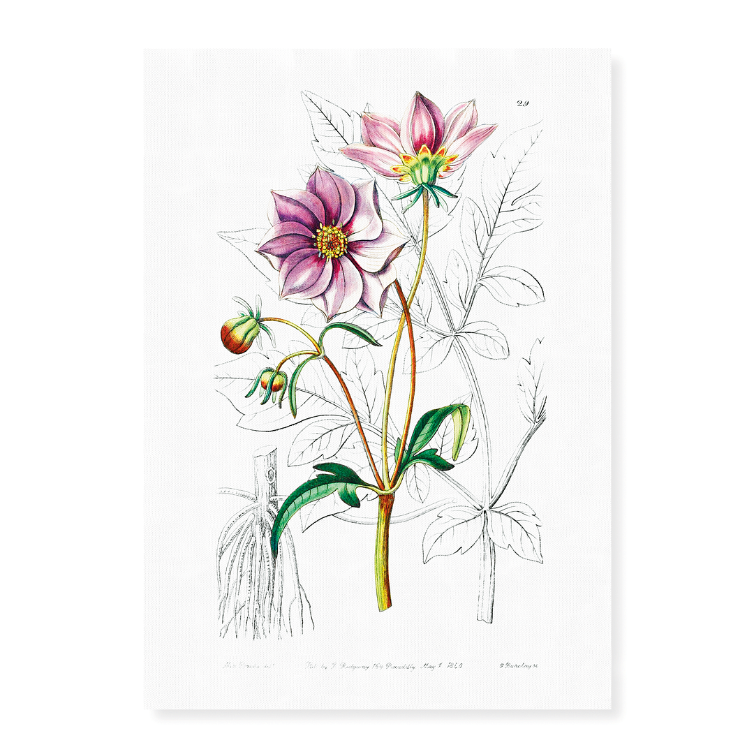 Smooth dwarf dahlia - Art Print