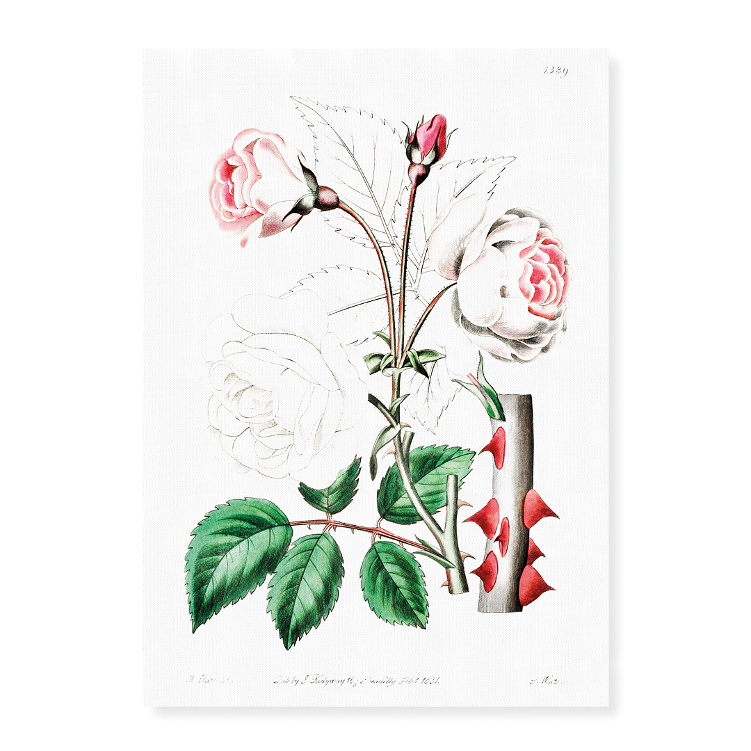 The ruga rose - Art Print