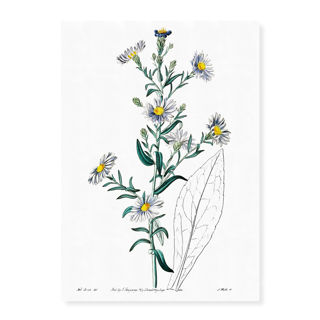 Glaucous aster - Art Print