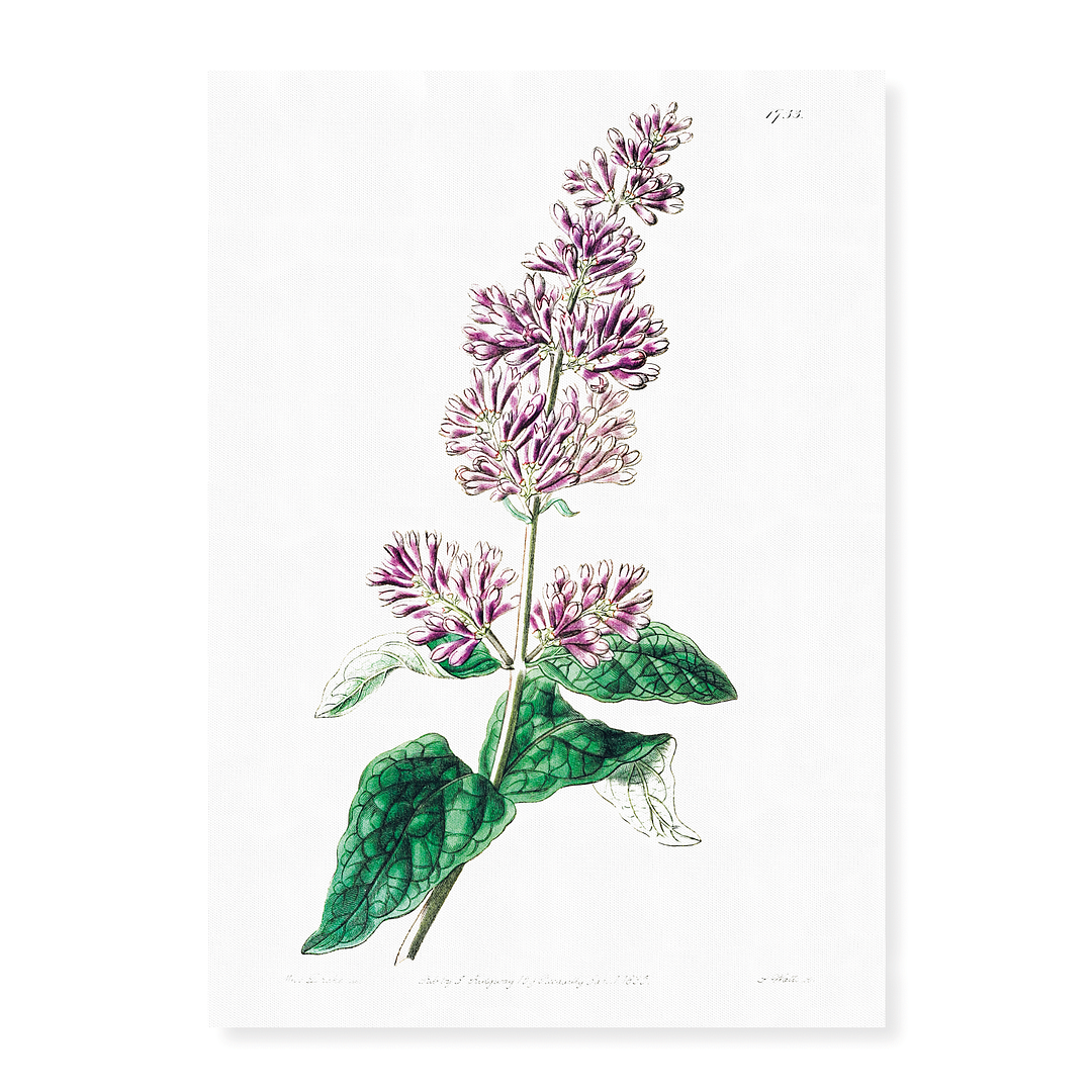 Lady Josika's lilac - Art Print