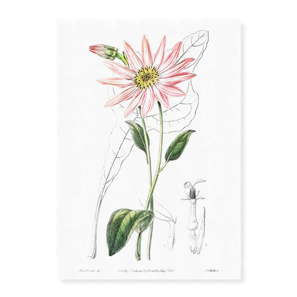 Mr. Dickson's echinacea - Art Print