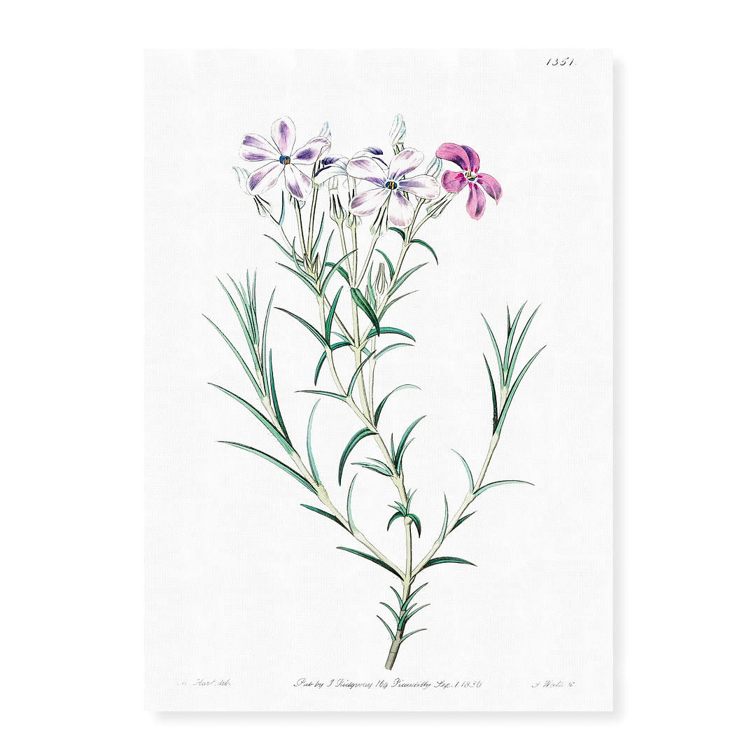 Shewy phlox - Art Print