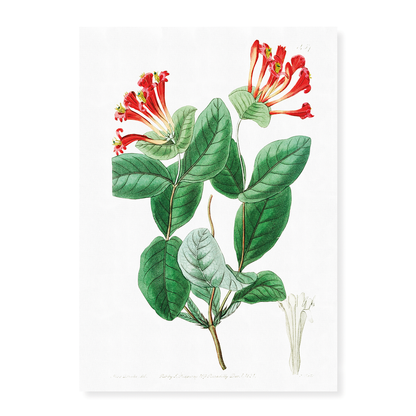 The north-west honeysuckle - Art Print