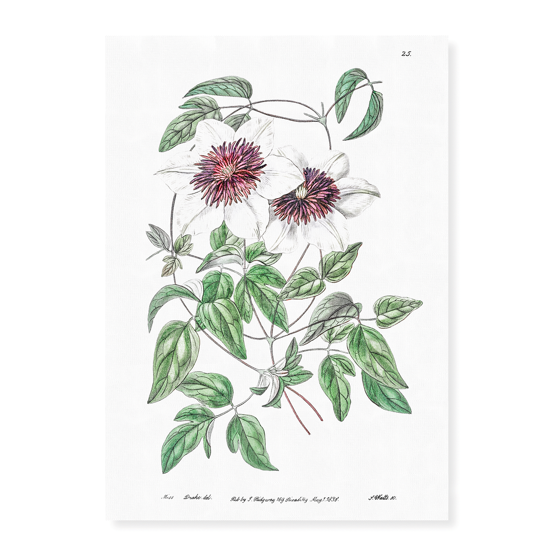 Siebald's clematis - Art Print