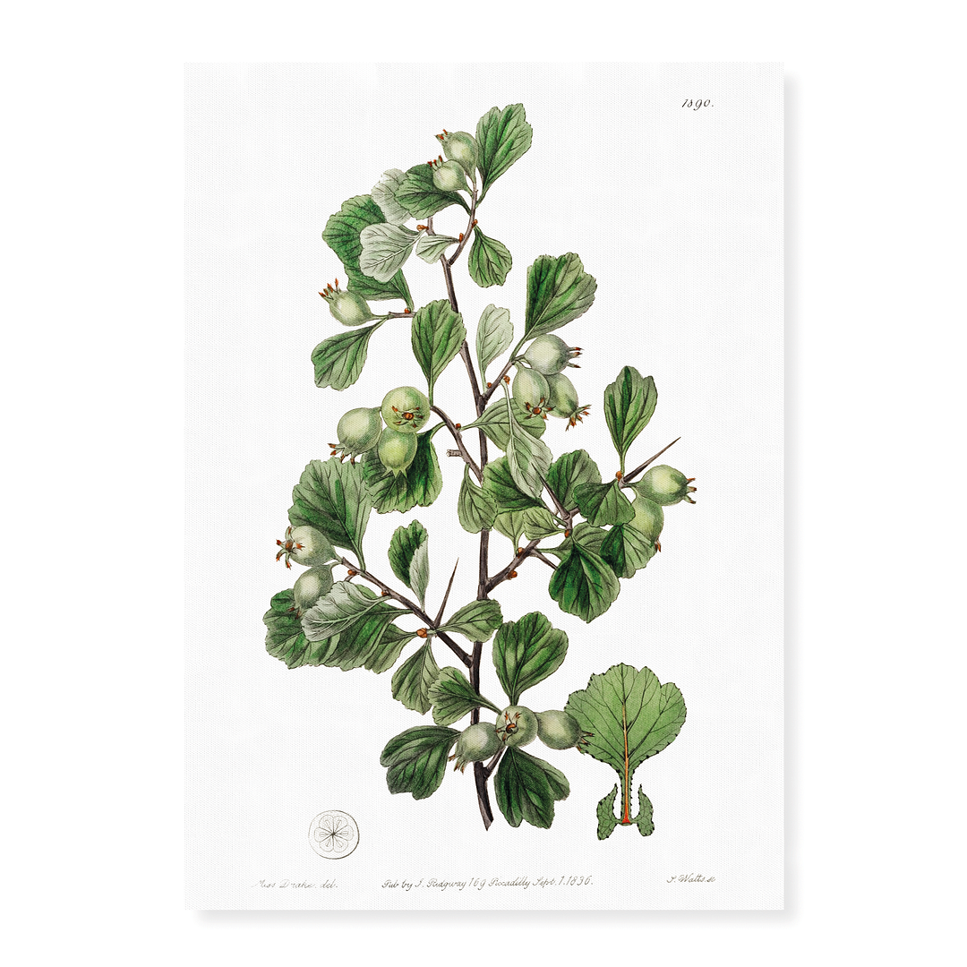 Spathula-leaved thorn - Art Print