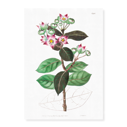 Tall calotropis - Art Print