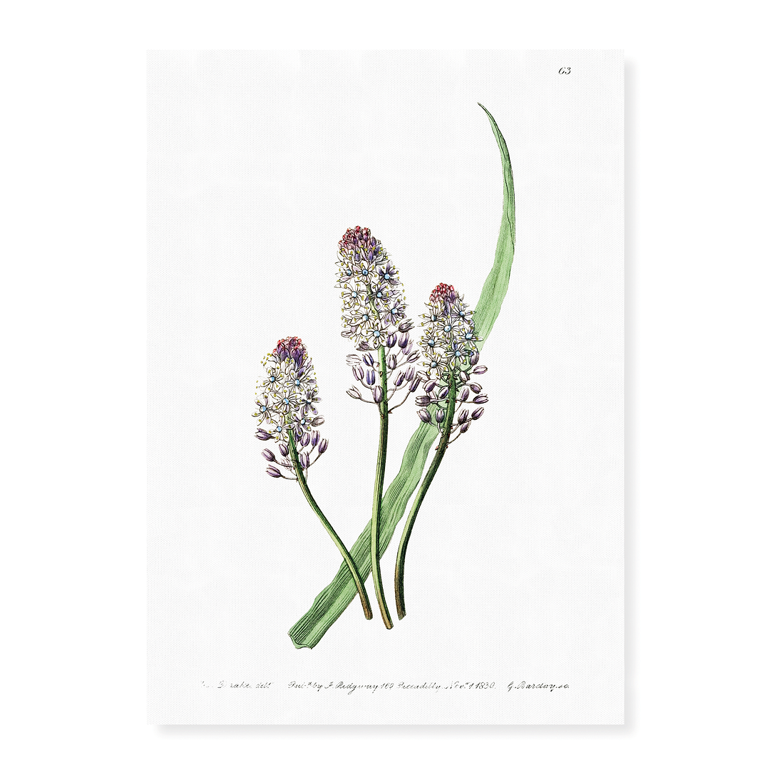 Meadow squill - Art Print