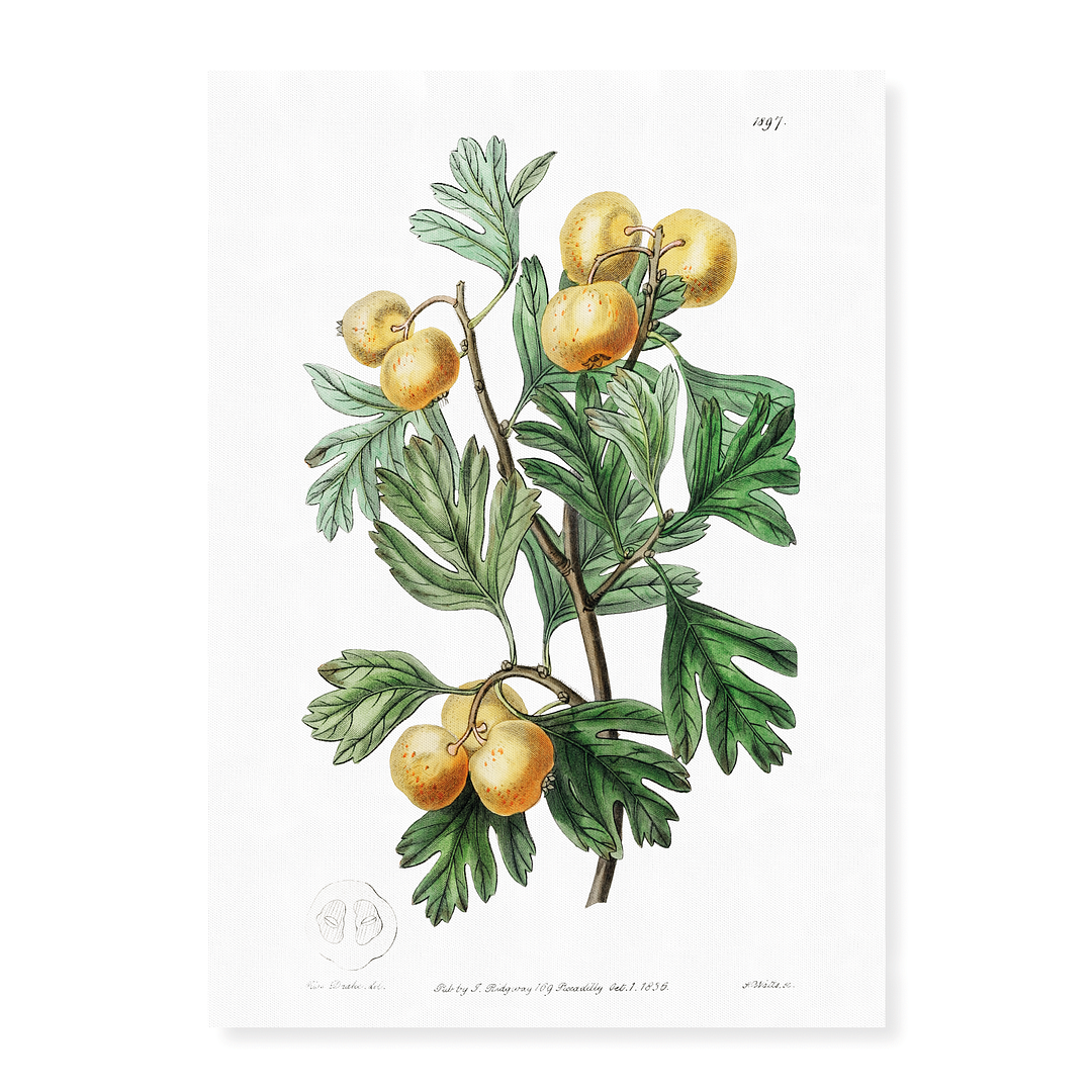 The aronia thorn - Art Print