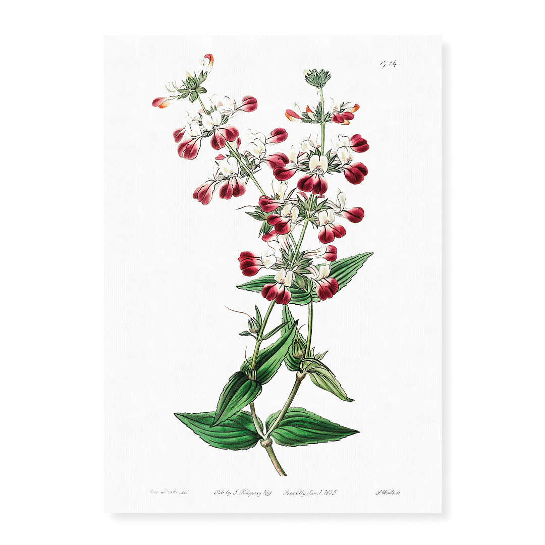 Two-colored collinsia - Art Print