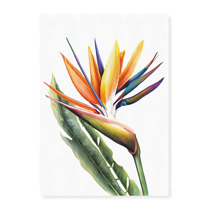 Strelitzia IV - Art Print