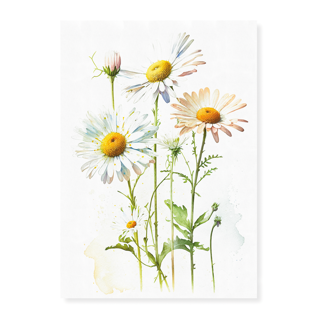 Daisies II - Art Print