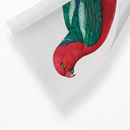 The Australian king parrot, Alisterus scapularis   - Art Print