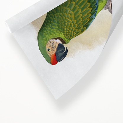 Military Macaw - Art Print