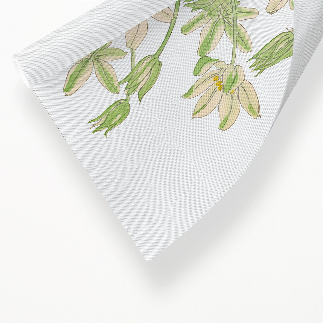 Ornithogalum By Tanigami Kônan Art-Print