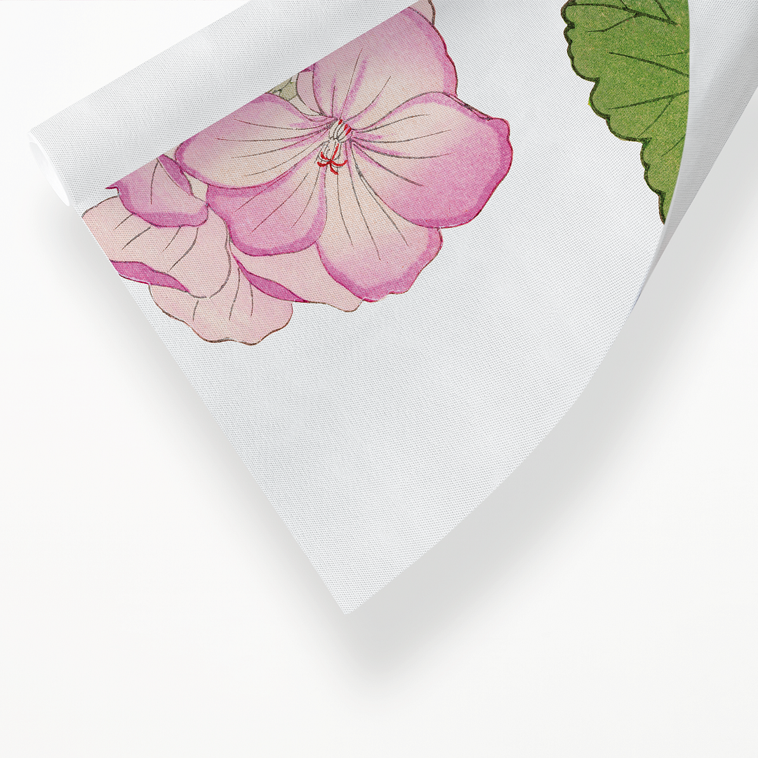 White & Pink Geranium By Tanigami Kônan Art-Print